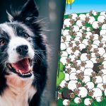 Kde sa pes skrýva: len málokto ho nájde medzi ovcami