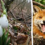 Optická ilúzia vám ukáže, aké je vaše IQ: musíte nájsť